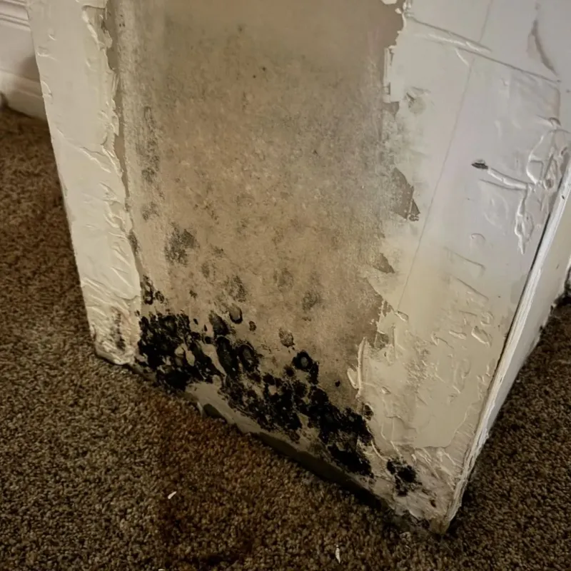 Professional Mold Removal in Collinsville, TX